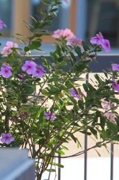 Detalle de las flores del jardín